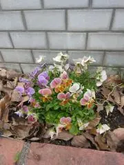 もも※プロフ一読お願いします。の画像