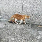 ハリーの画像
