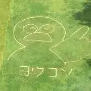 ぽんたの花の画像