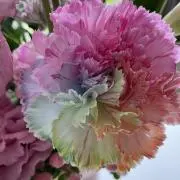 りれる