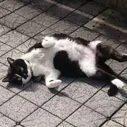 ＭＡＮＡ ケイト