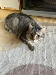 たまちゃんの画像