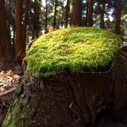 yskの画像