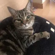 はなこの画像