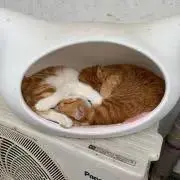 k'zの画像