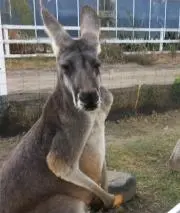 Ｋの画像