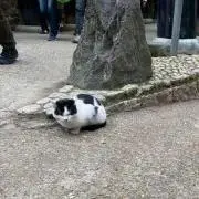 ぜらちん