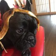 ミの画像