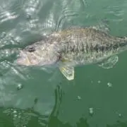 釣り好き男 〝プロフィール読んでね〟の画像