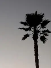 モンタギューの画像