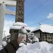 ミケ⭐︎プロフ必読の画像