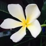 バリムスメ