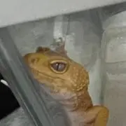 ガミー