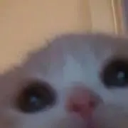 ｙｕａｎ