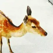 まなみ
