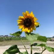 てつてつ