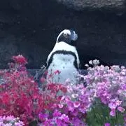 サクの画像