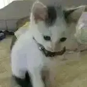 ろーずの画像
