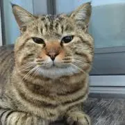 とら猫 断捨離中