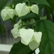 みつ豆(プロフご確認下さい)の画像