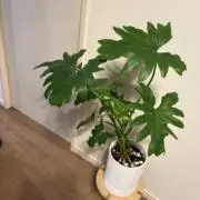 ももの画像