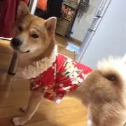 こたパパの画像