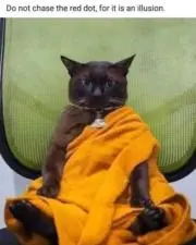 ねこすきの画像