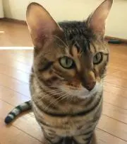 パタゴロー