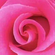 Sue-chanの画像