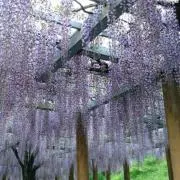 紫陽花