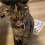 だいの画像