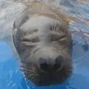 マイケル