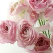mkcottoの画像