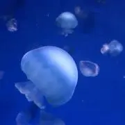 maaaaa