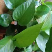 Oliveの画像