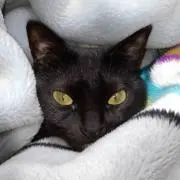 luckyの画像