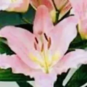 栞推し