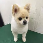 わたふみ