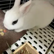 ネルネール　匿名配送安くなりましたの画像
