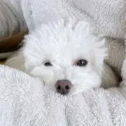 nemoの画像