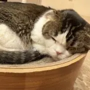 Tの画像