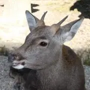 なかちゃん