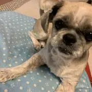 Shoの画像