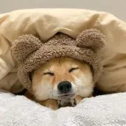 みっちゃんの画像