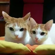 ちくわ