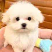 KUMAの画像