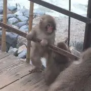 ゆうき