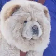 さめ