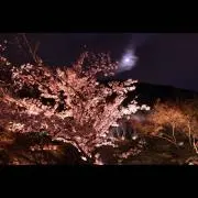 しらたま【プロフ必読】の画像