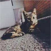 momoの画像